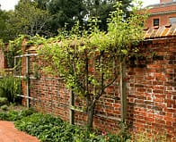 wall