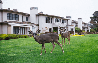 deers at home